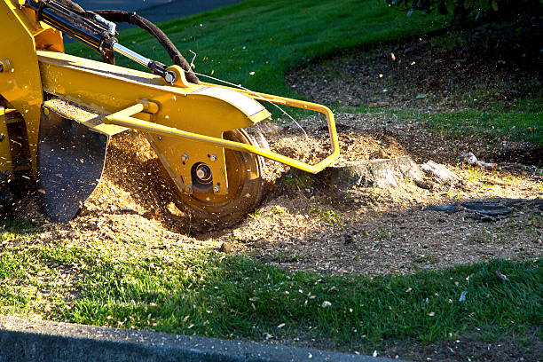 Best Tree Risk Assessment  in Greenville, MI
